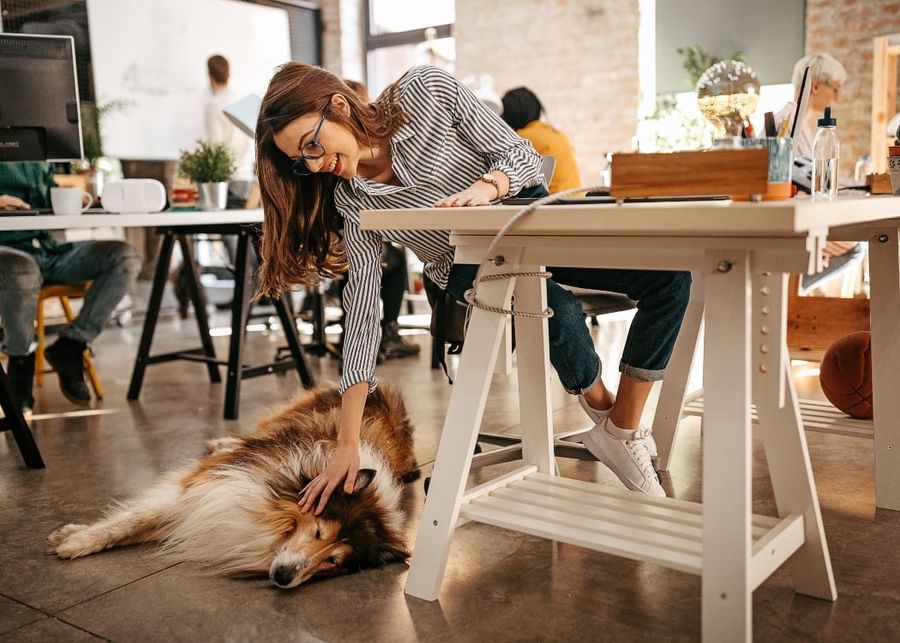 Dog friendly serviced office